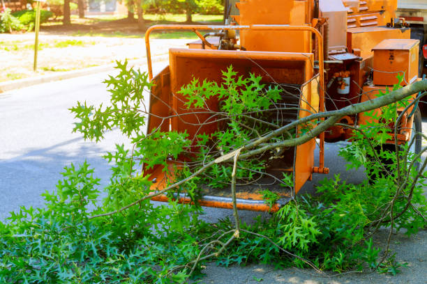 Best Hedge Trimming  in Bowmanstown, PA