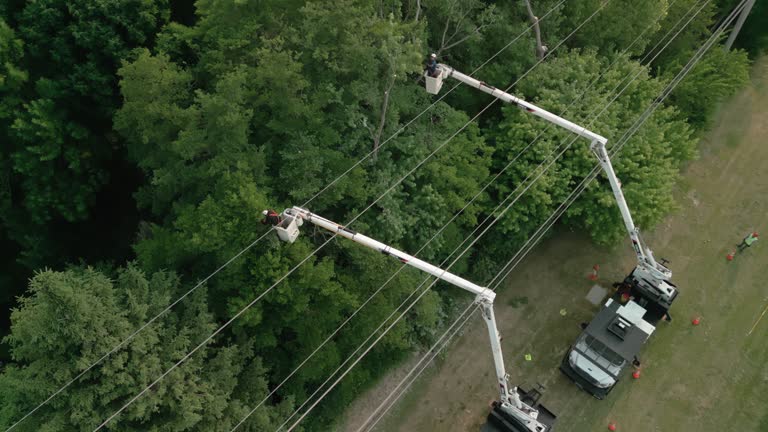 How Our Tree Care Process Works  in  Bowmanstown, PA